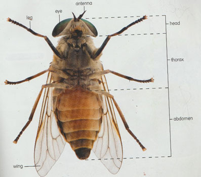 insect