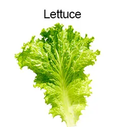 Lettuce