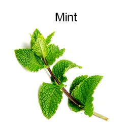 Mint