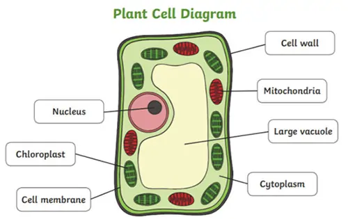 plant cell diagram