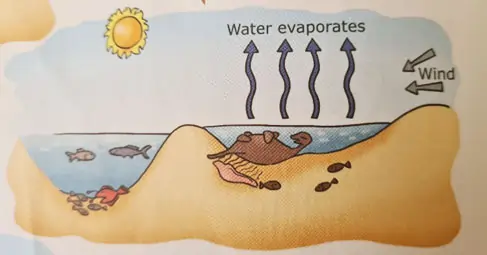 plants and animals