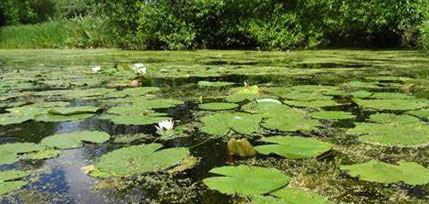 A pond habitat