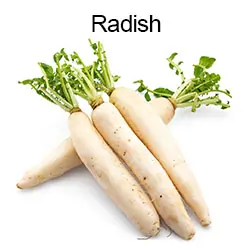 Radish