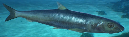 sardine