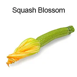 Squash Blossom