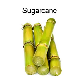 Sugarcane