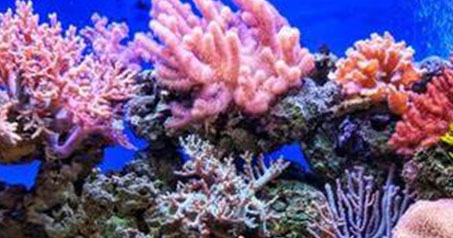 A tropical coral leaf habitat