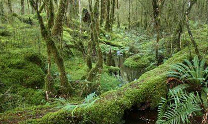 A tropical rainforest habitat