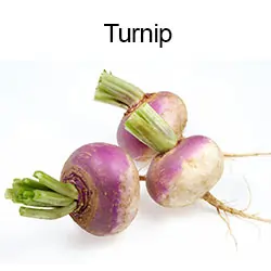 Turnip