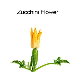 Zucchini Flower