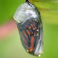 Cocoon and the Butterfly