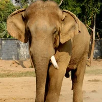 Elephants and a Rope