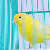 The Bird