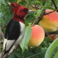 The Strange Bird with Two Heads