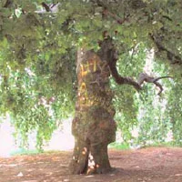 The Tree and the Travellers