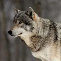 The Wolf in Sheep's Clothing