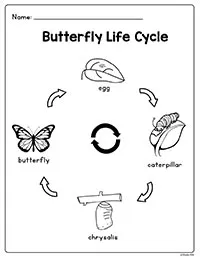 Butterfly Life Cycle