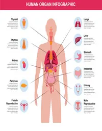 Human Body Systems